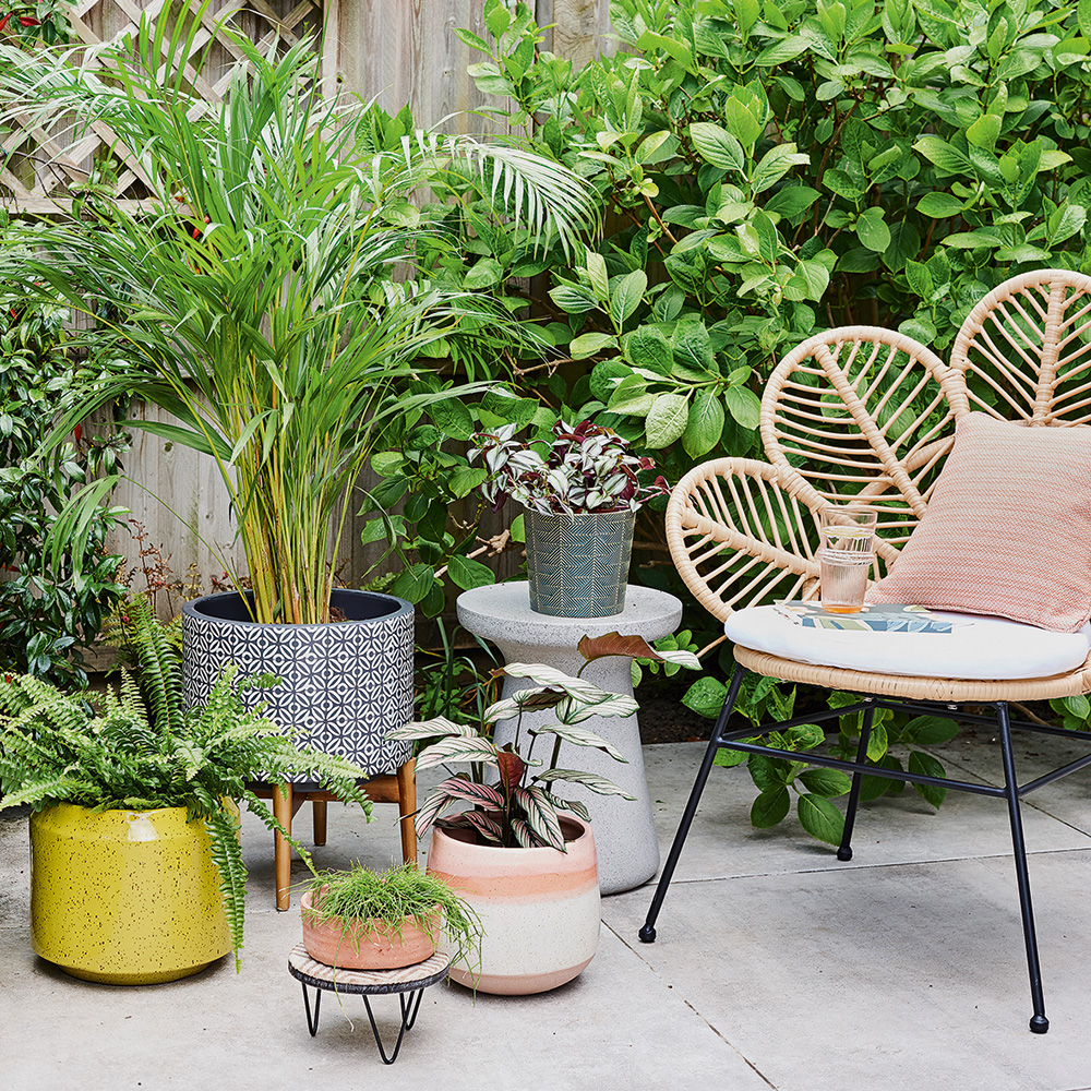 Collection of plant pots ion patio beside rattan chair