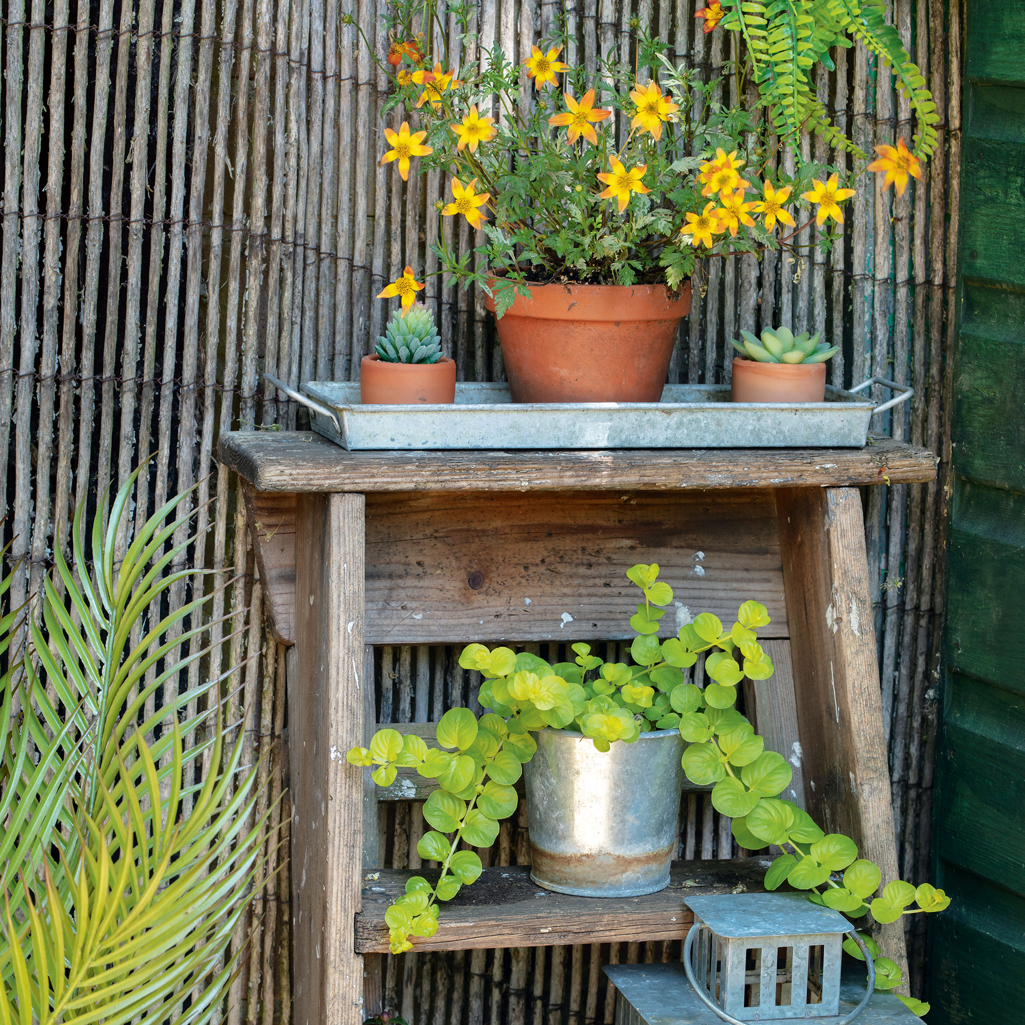 Wooden stepladder with flowerpots