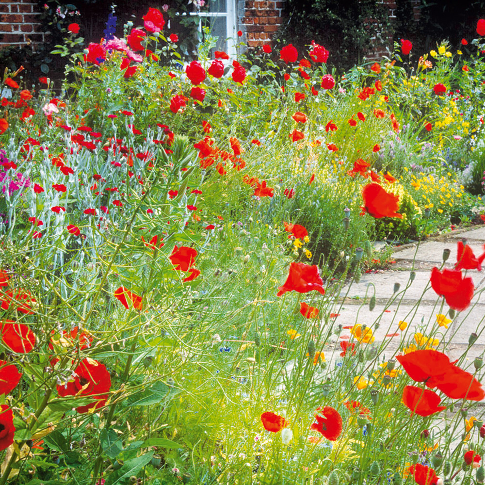 Red wildflowers in flowerbed
