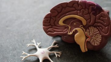 Darmgesundheit für Frauen: Wie dein Mikrobiom deine Gesundheit beeinflusst und wie du es stärkst