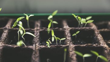 Kräutergarten anlegen: Welche Kräuter zusammen passen und wie du sie auf Balkon oder im Beet anbaust