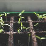 Kräutergarten anlegen: Wie du auf Balkon, Fensterbank oder im Beet frische Kräuter ziehst, die besser schmecken als alles aus dem Supermarkt