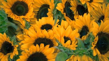 Rosen pflegen: Wie du richtig schneidest, düngst und Krankheiten vorbeugst – auch wenn du kein Gartenprofi bist