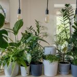 12 Gemuesesorten, die auf jedem Balkon wachsen: Was du auch ohne Garten anbauen, ernten und essen kannst