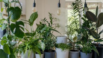 12 Gemuesesorten, die auf jedem Balkon wachsen: Was du auch ohne Garten anbauen, ernten und essen kannst
