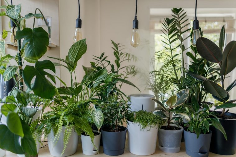 12 Gemuesesorten, die auf jedem Balkon wachsen: Was du auch ohne Garten anbauen, ernten und essen kannst
