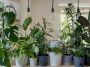 12 Gemuesesorten, die auf jedem Balkon wachsen: Was du auch ohne Garten anbauen, ernten und essen kannst