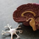 Cholesterin senken: Was die Werte wirklich bedeuten, warum Eier doch nicht das Problem sind und wie du dein Herz-Kreislauf-Risiko mit Ernaehrung senkst