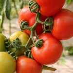 Obstbaeume im Garten: Wie du den richtigen Baum waehlst, ihn pflanzt, pflegst und schon im zweiten Jahr eigenes Obst erntest