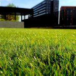 Rasen neu saeen oder nachsaeen: Wann der beste Zeitpunkt ist, wie du den Boden vorbereitest und welche Fehler einen gruenen Rasen verhindern