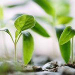 Staudenbeet anlegen: Wie du mit pflegeleichten Stauden ein Beet gestaltest, das von Maerz bis November blueht und jedes Jahr schoener wird