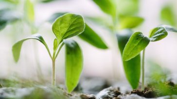 Staudenbeet anlegen: Wie du mit pflegeleichten Stauden ein Beet gestaltest, das von Maerz bis November blueht und jedes Jahr schoener wird