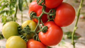 Tomaten aus Samen ziehen: Die komplette Anleitung von der Aussaat auf der Fensterbank bis zur reifen Tomate im Garten
