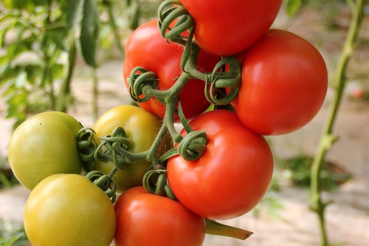 Tomaten aus Samen ziehen: Die komplette Anleitung von der Aussaat auf der Fensterbank bis zur reifen Tomate im Garten