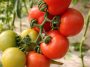 Tomaten aus Samen ziehen: Die komplette Anleitung von der Aussaat auf der Fensterbank bis zur reifen Tomate im Garten