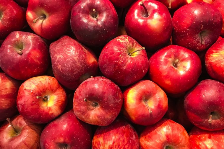 Warum werden meine Tomaten gelb? Die haeufigsten Krankheiten, Schaedlinge und Maengel bei Tomaten – und wie du jedes Problem loest