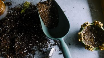 Garten im August: Was du jetzt noch säen kannst und im Herbst tatsächlich noch erntest